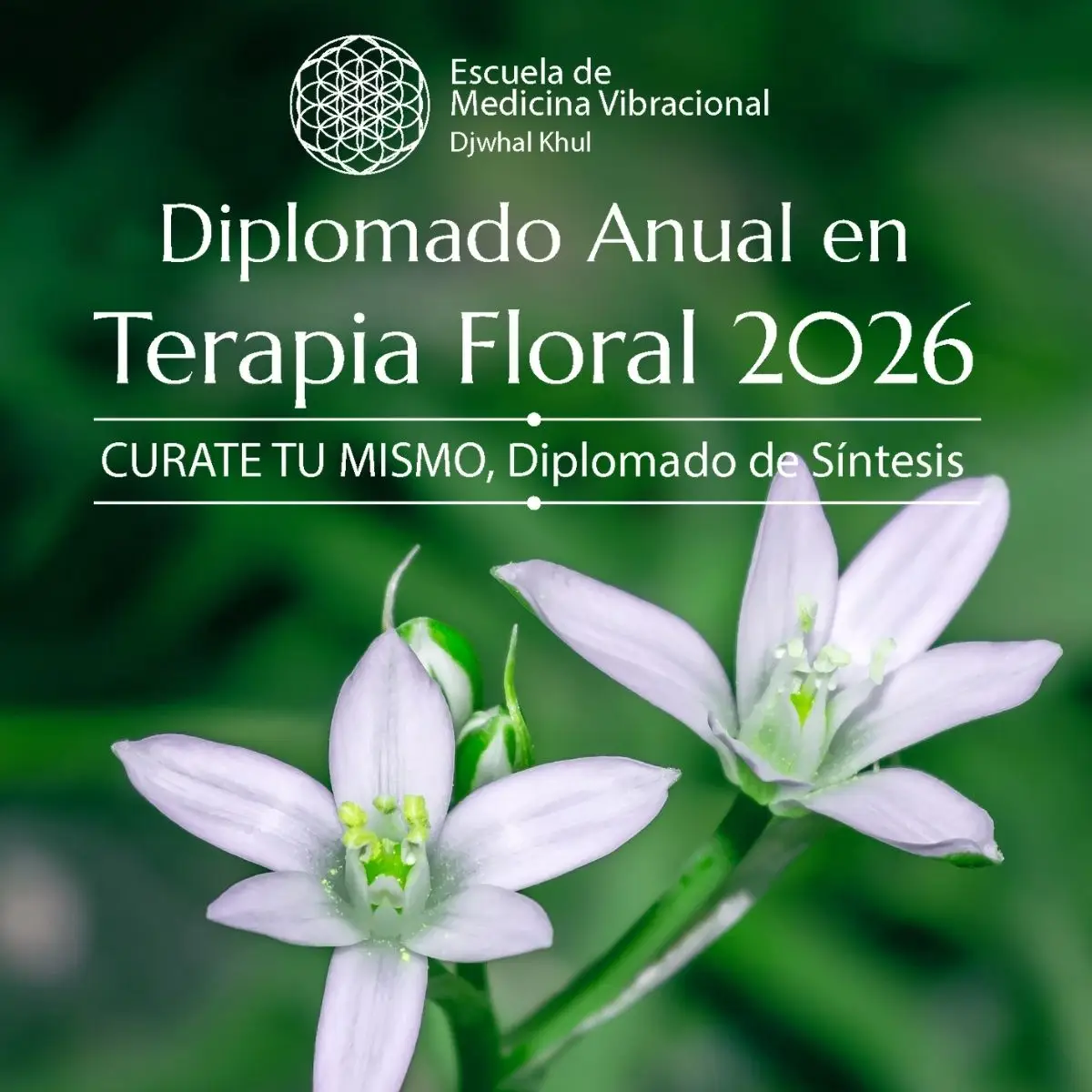 Protegido: Diplomado en Síntesis en Terapia Floral Bach 2026